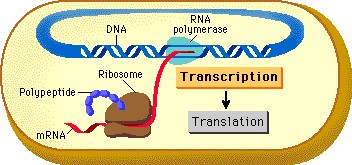 Prokaryotic Cell Transcription