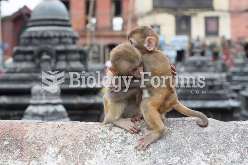 Just two baby monkeys hugging