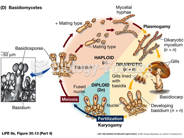 Basidiomycetes Life Cycle