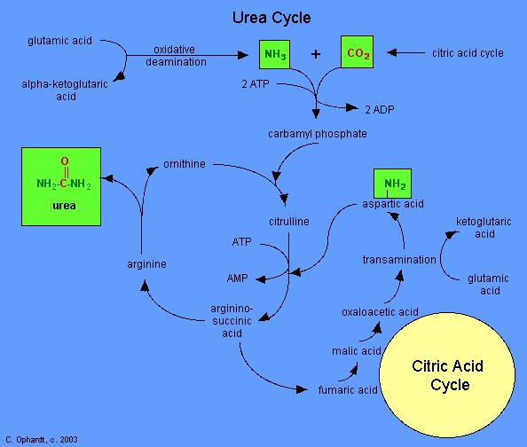 Urea cycle