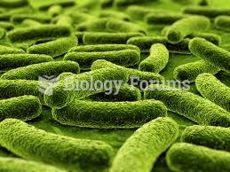 Bacteria