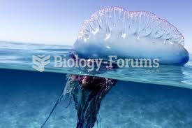 Portugese Man Of War Jellyfish