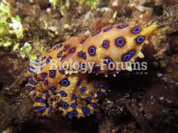 Blue Ringed Octopus