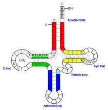 Transfer RNA (tRNA) Structure