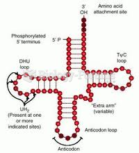 Transfer RNA (tRNA) Structure