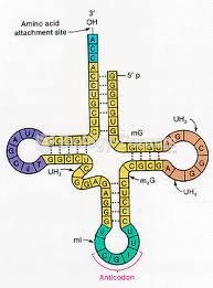 Transfer RNA (tRNA) Structure