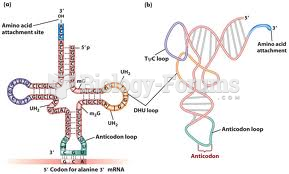 Transfer RNA (tRNA) Structure