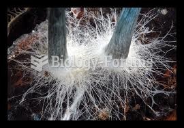 Fungal Mycelia