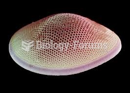 Diatom