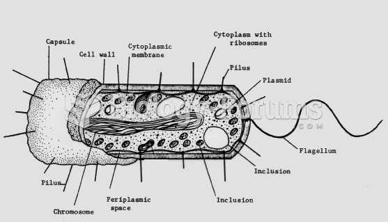 bacteria