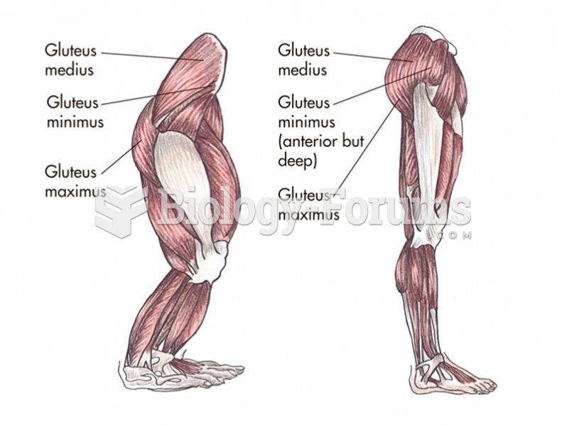 The gluteal muscles are repositioned in the biped and aid in support.   