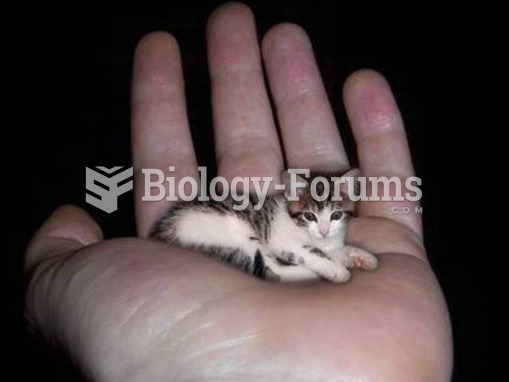 Smallest Cat in the world