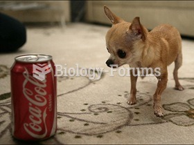 Smallest Dog in the world