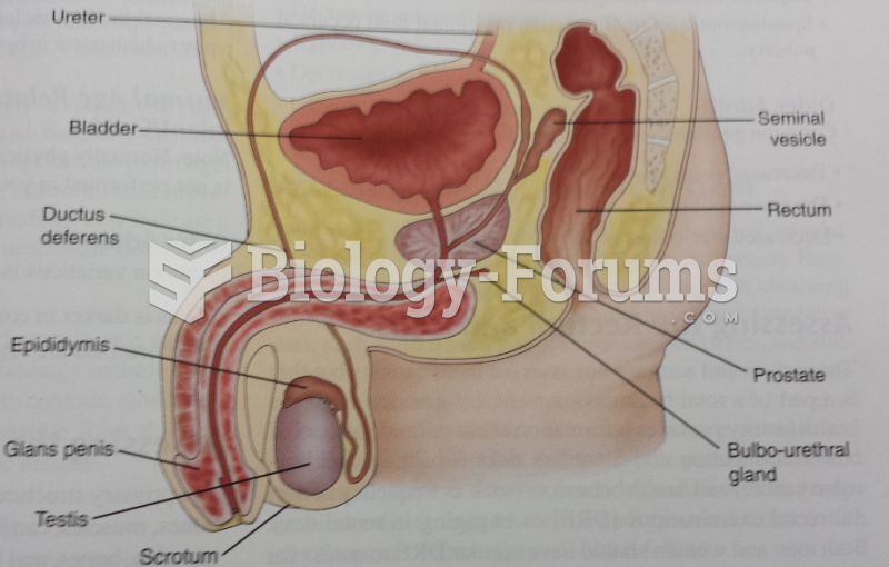 Male Urogenital System