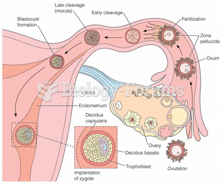 Ovulation process