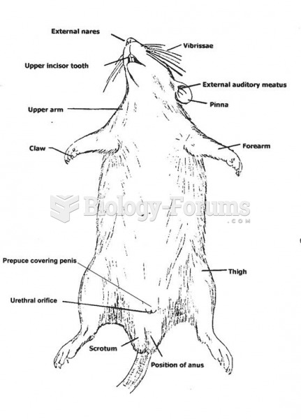 Rat's external anatomy