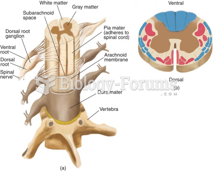 Ventral View of the Spinal Cord
