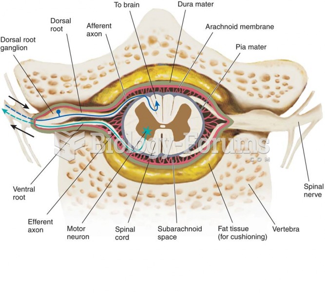 A Cross Section of the Spinal Cord