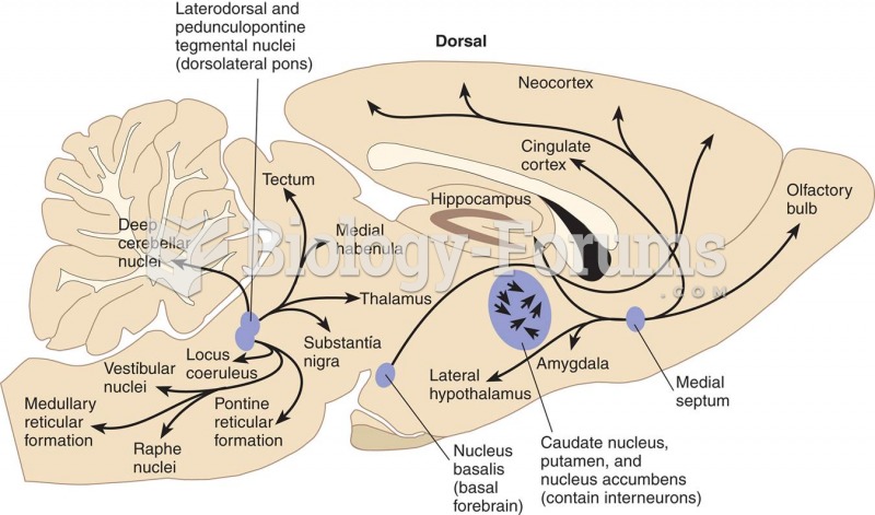 Acetylcholinergic Pathways in a Rat Brain 
