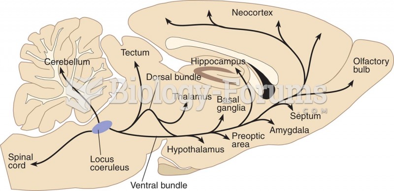 Noradrenergic Pathways in a Rat Brain 