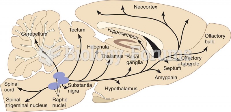 Serotonergic Pathways in a Rat Brain 