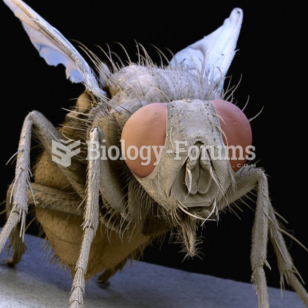 common housefly (Musca domestica)