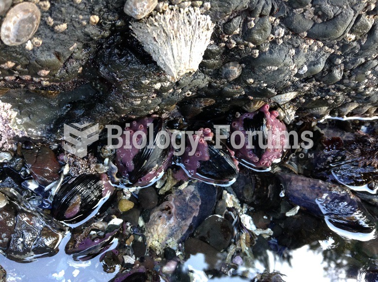 Purple growth on mussels