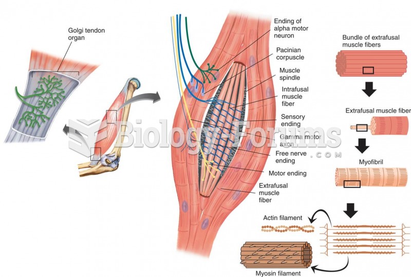 Anatomy of Skeletal Muscle
