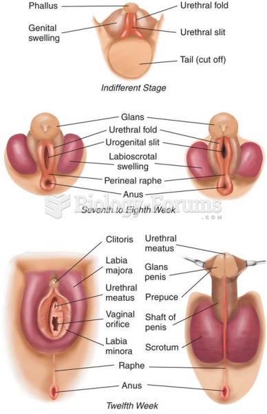 Development of the External Genitalia 