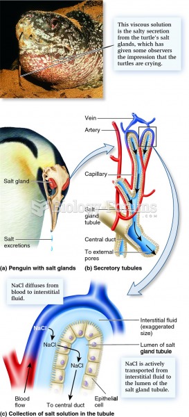 Salt glands as an adaptation for marine life.