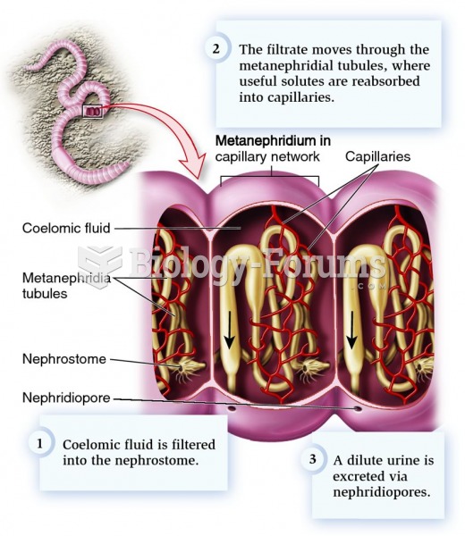 The metanephridial filtration system of annelids.