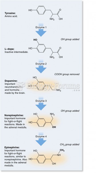 Synthesis of the amine hormones dopamine, norepinephrine, and epinephrine.