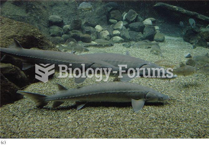 Atlantic sturgeon (Acipenser oxyrinchos)
