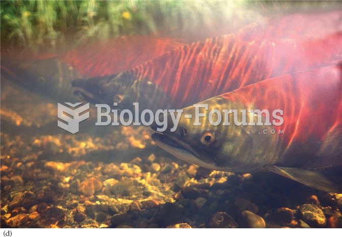 sockeye salmon, (Oncorhynchus nerka)