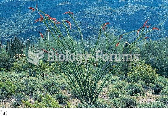 Changing leaf area: (a) following rainfall ocotillo plants of the Sonoran Desert develop leaves and 