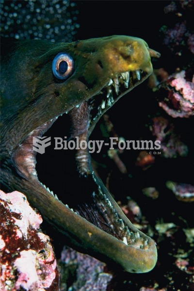 The moray eel meets its energy and nutrient needs by being an effective predator.