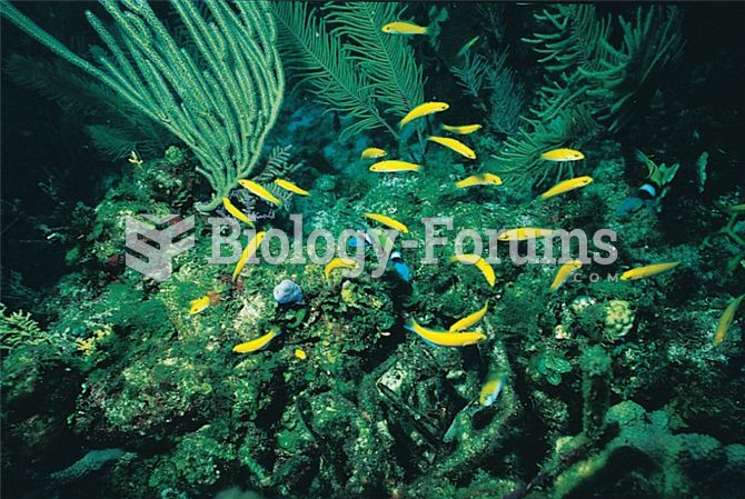 Bluehead wrasse males with yellow females of the species. If the blueheaded male is removed from a t
