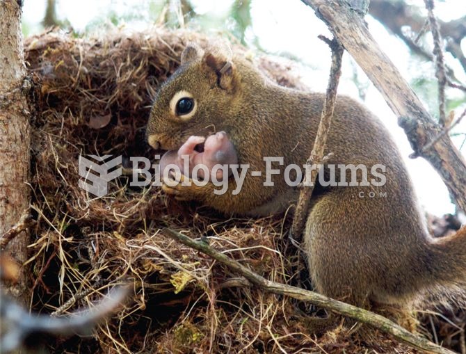 Some red squirrels adopt the offspring of related individuals, a likely example of kin selection pro