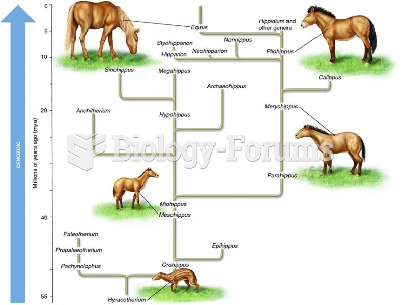 An example of vertical evolution: the horse