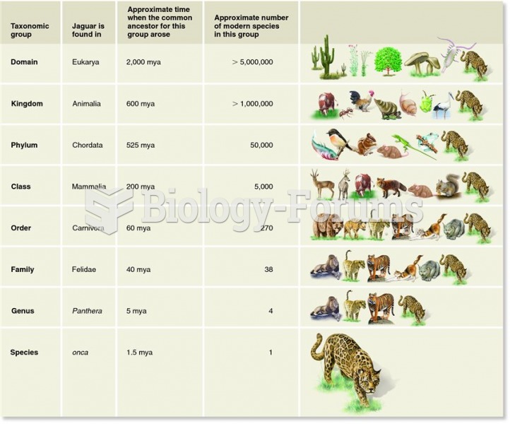 Taxonomic and evolutionary groupings leading to the jaguar