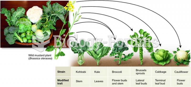 Crop plants developed by selective breeding of the wild mustard plant.