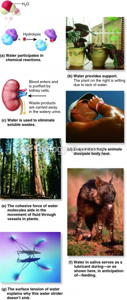 Some amazing roles of water in biology