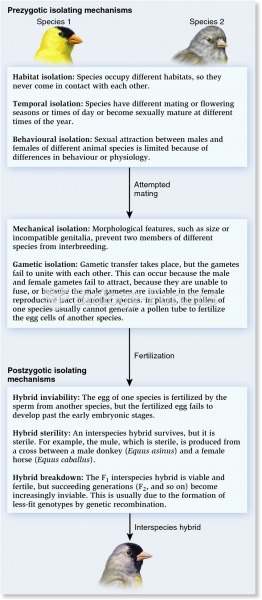 Reproductive isolating mechanisms.