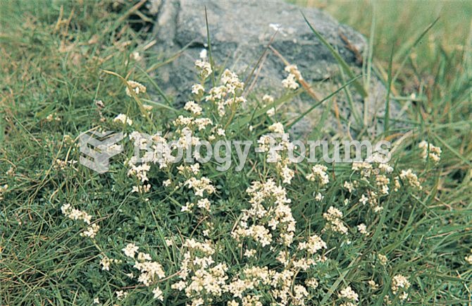These two species of bedstraw grow predominately on different soil types: Galium saxatile (shown her