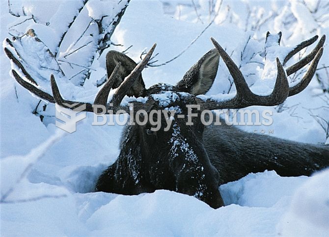 This moose exploits the twigs and buds of woody plants for the food it needs to survive a cold north