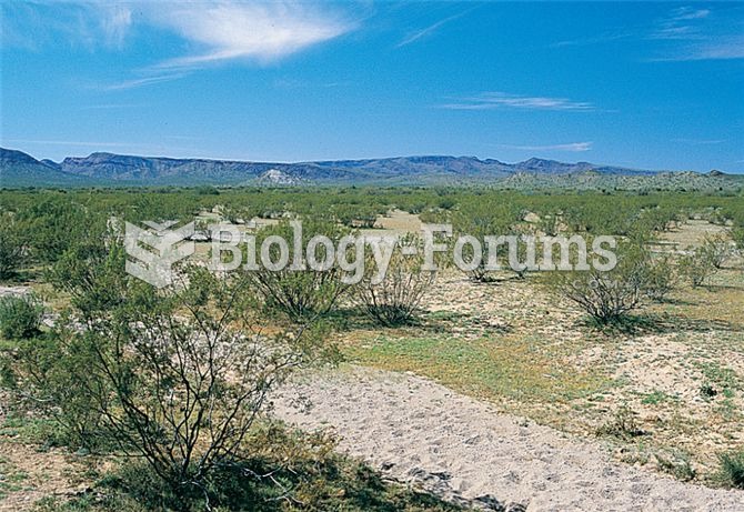 Desert landscape dominated by the creosote bush, Larrea tridentata.