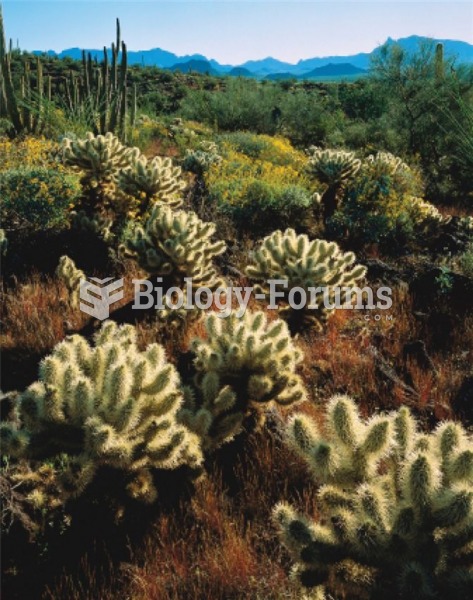 Species-rich Sonoran Desert landscape.