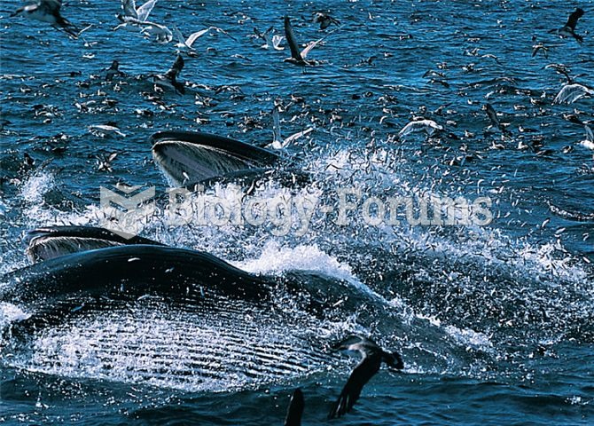 A marine food web in action: feeding baleen whales and birds.