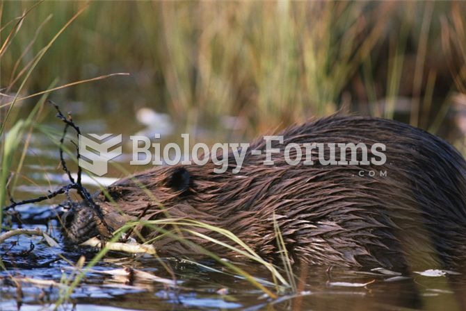 Beavers can have strong impacts as ecosystem engineers.