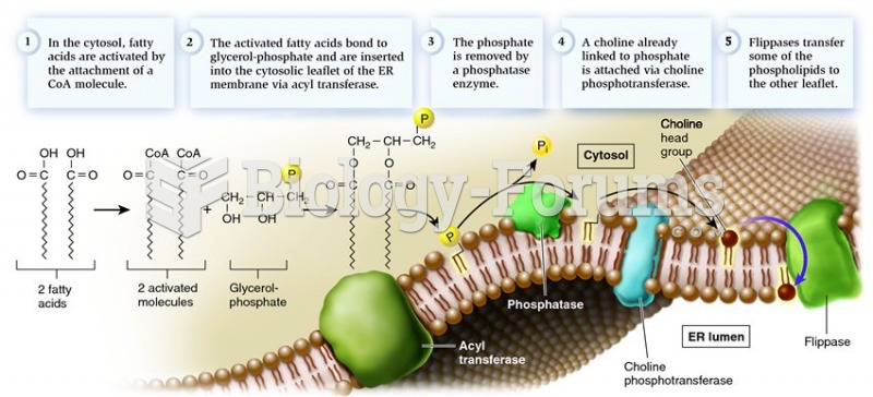 A simplified pathway for the synthesis of membrane phospholipids at the ER membrane
